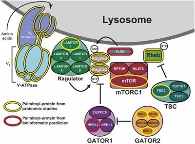 mTORC1 Signaling Is Palmitoylation-Dependent in Hippocampal Neurons and Non-neuronal Cells and Involves Dynamic Palmitoylation of LAMTOR1 and mTOR